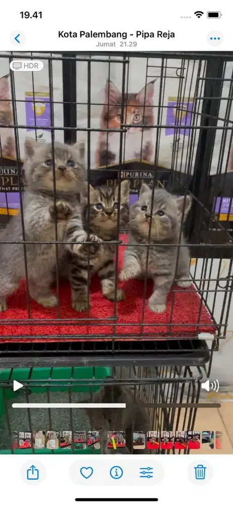Kucing british shorthair Blue tabby dan Black golden tabby