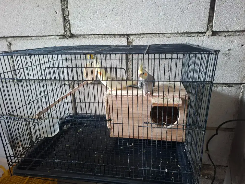 Burung parkit australia / falk