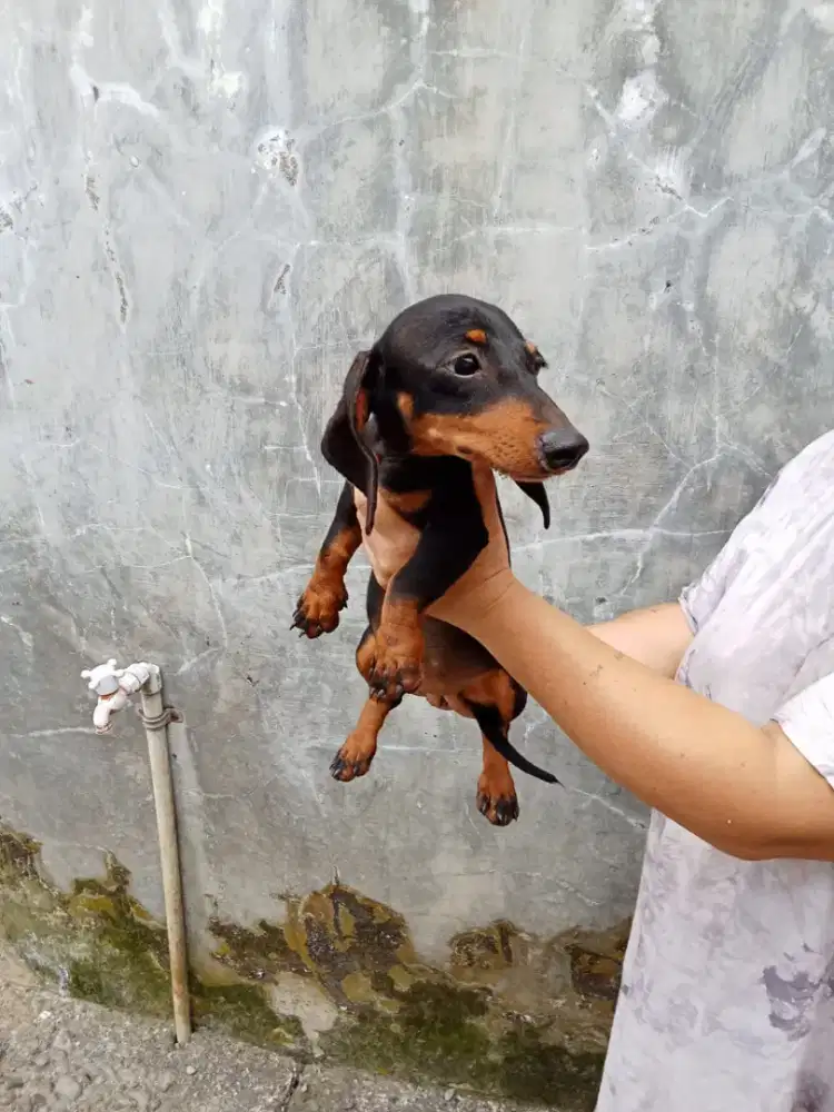 Tekel betina bulu pendek