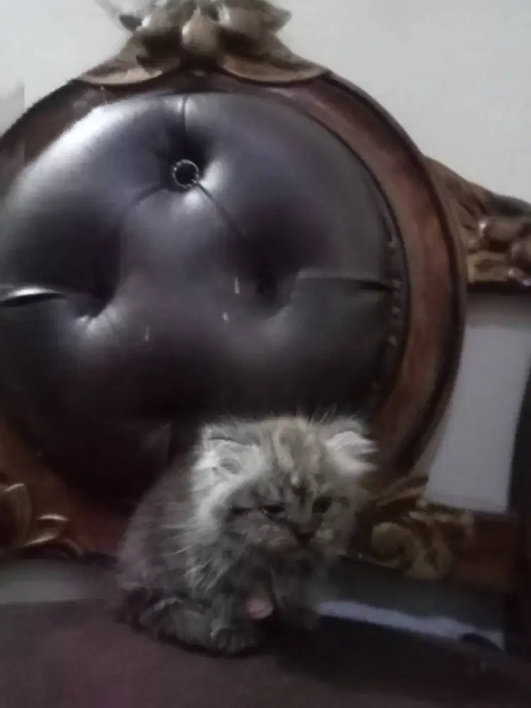 Kucing Kitten Persia Long Hair