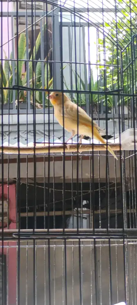 Kenari AF dan Loper Jaminan Jantan