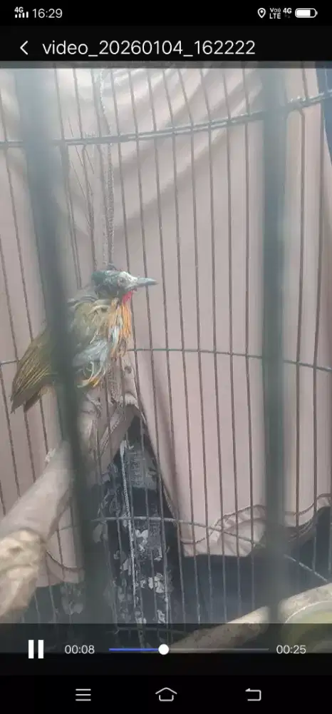 burung kutilang emas