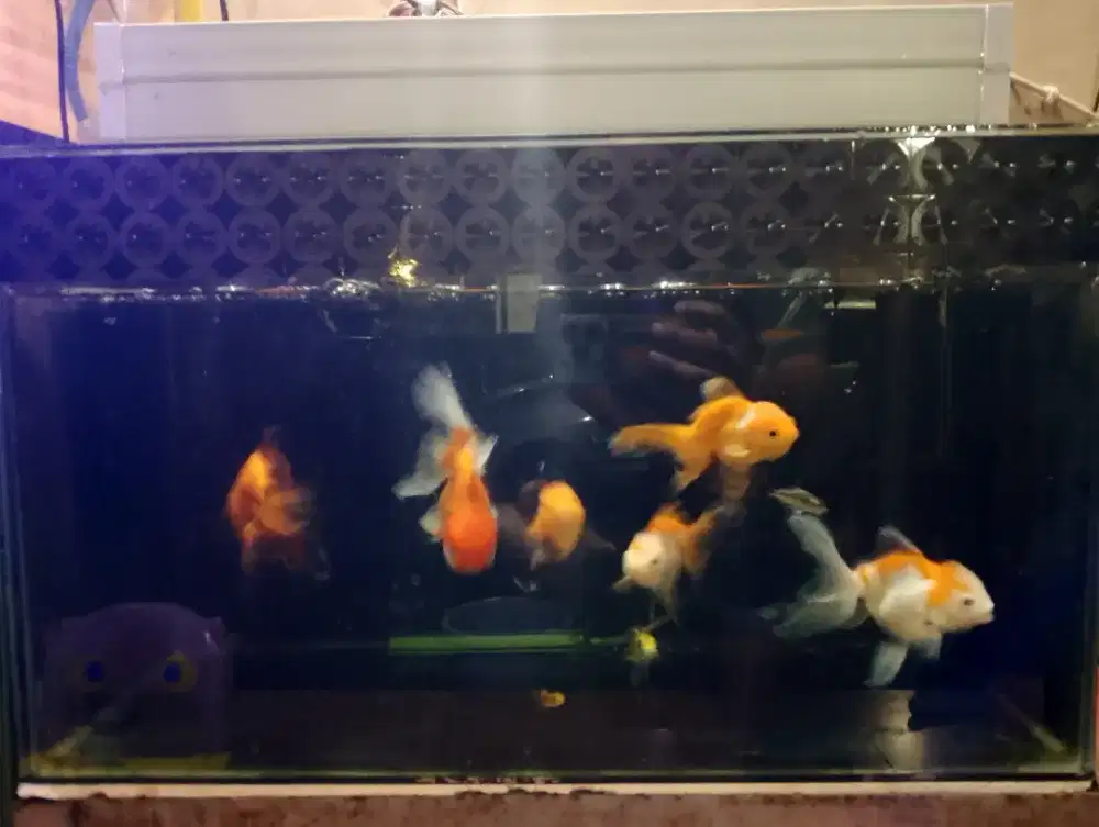 Ikan mas koki dan Aquarium