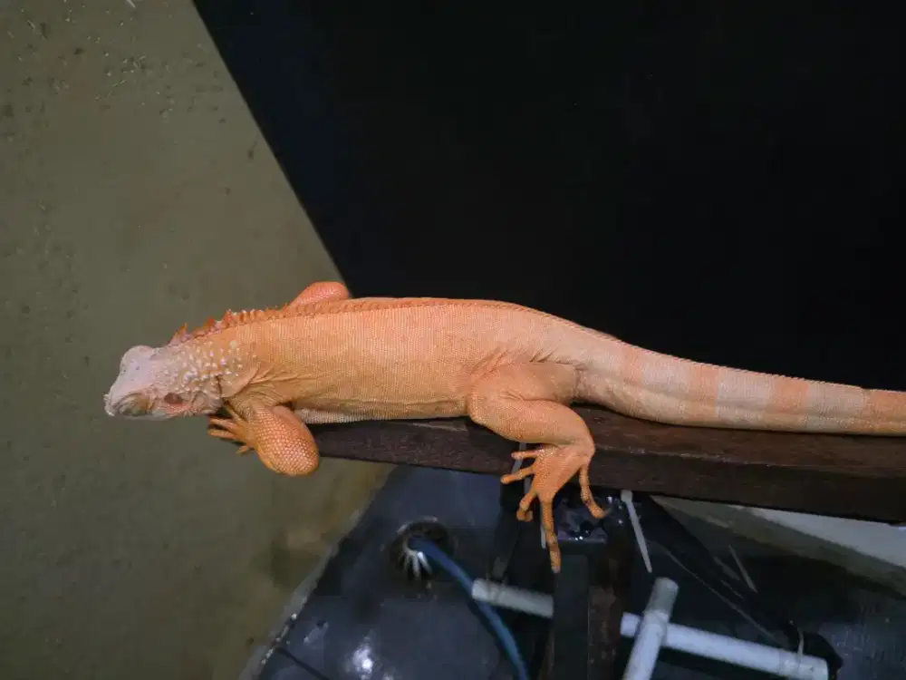 Dijual iguana red albino