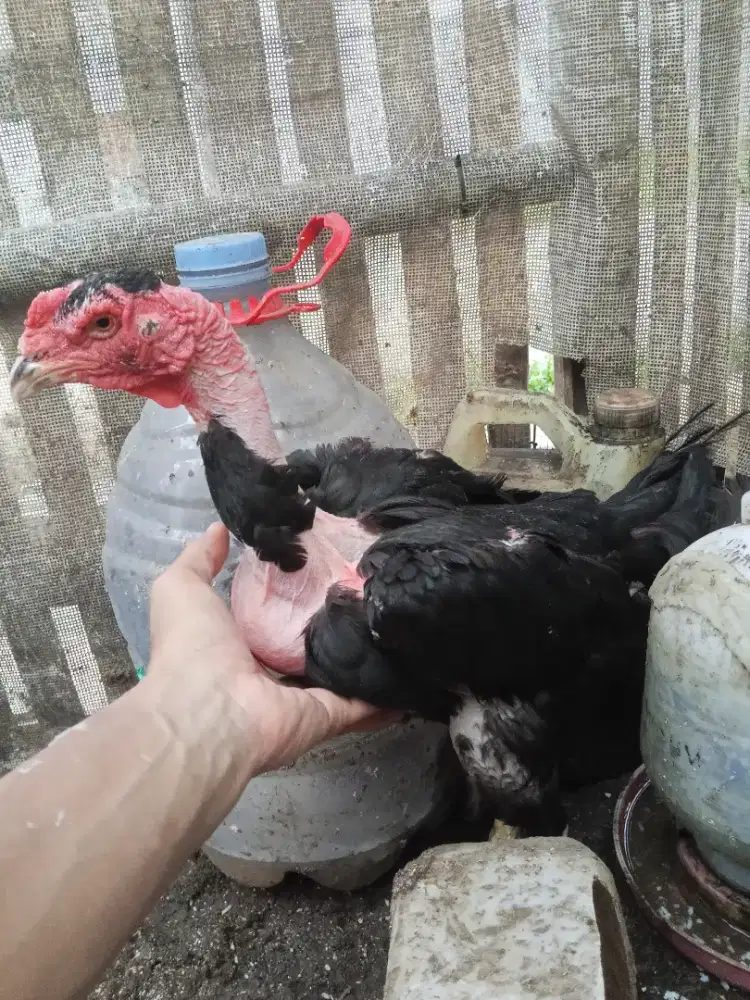 ayam bangkok saigon biang big