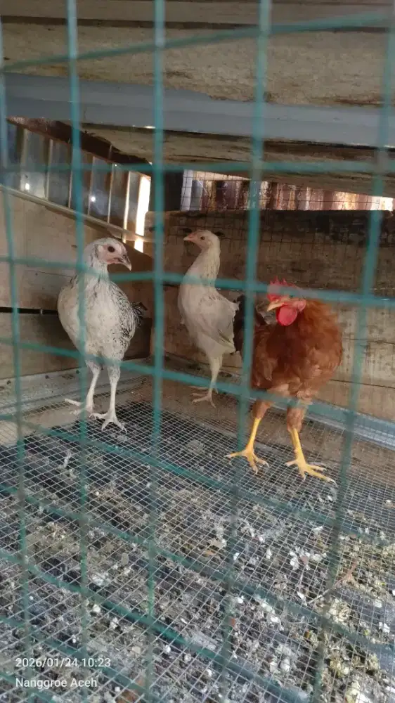 Ayam Alba petelur