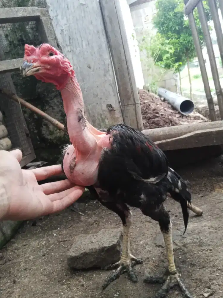 janggaran bangkok saigon