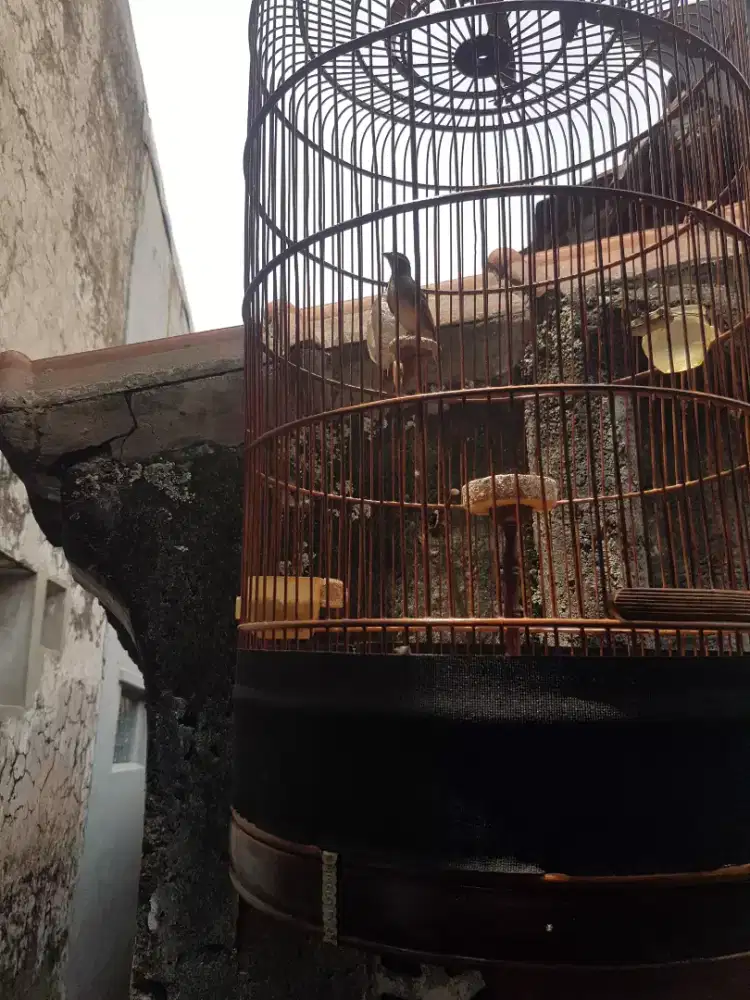 Jual branjangan parva