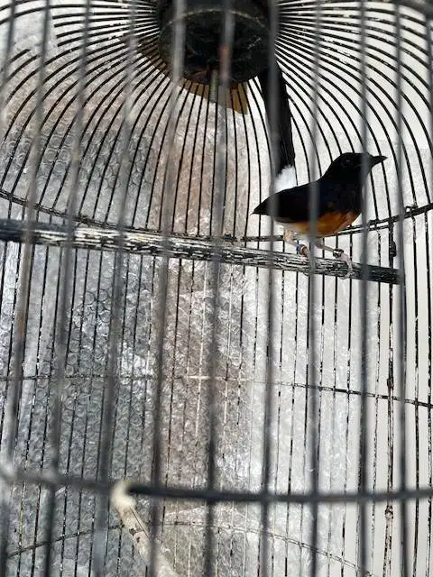 burung murai double ring burja