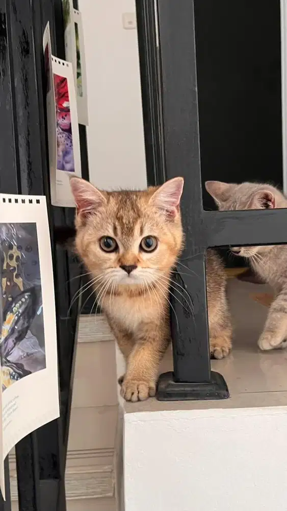 Kitten Kucing BSH (British Short Hair) warna premiun unik