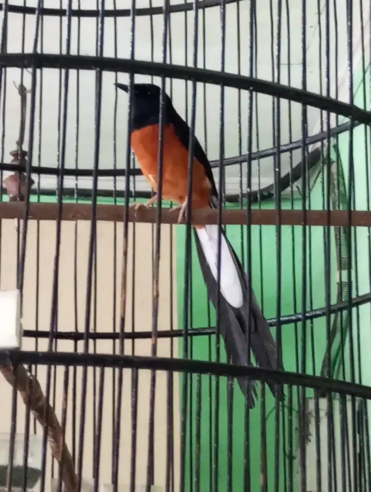 Burung murai batu gacor fullset