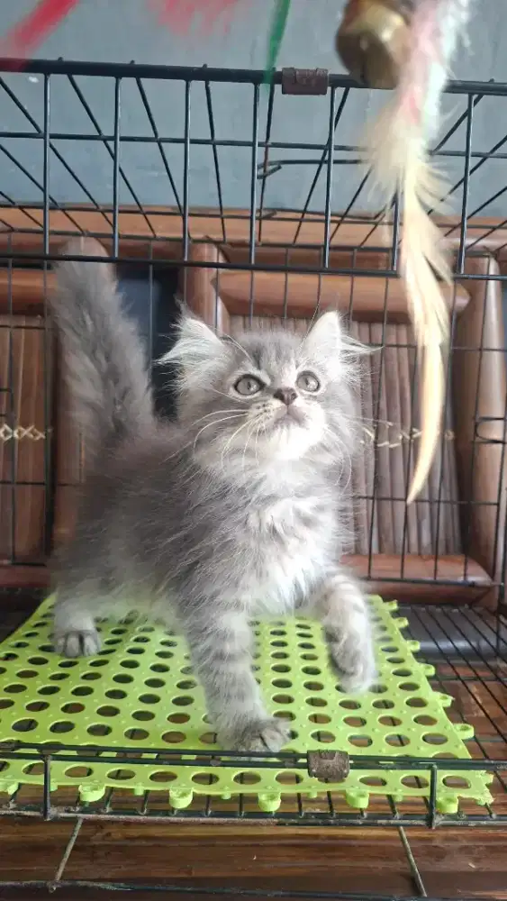 Anak kucing anggora/kitten persia jantan /kucing persia jantan