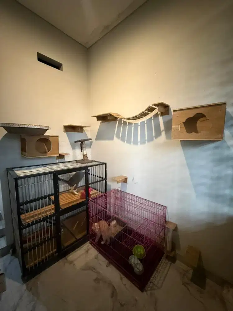 Kucing BSH - British Short Hair