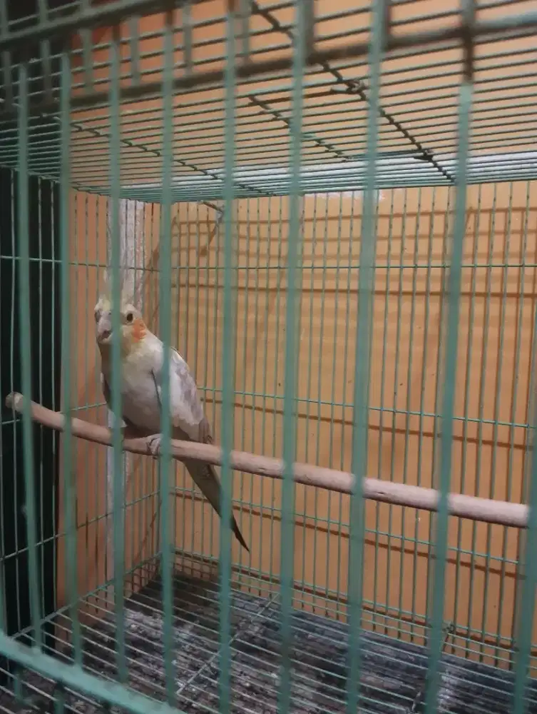 Parkit australia / falk betina