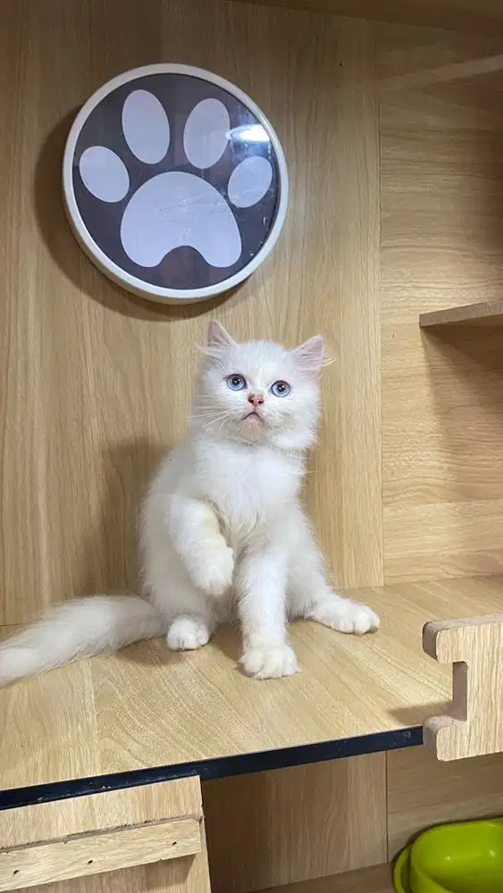 jenis himalaya red point