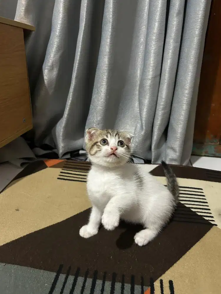 Scottish told x bsh betina 3bln