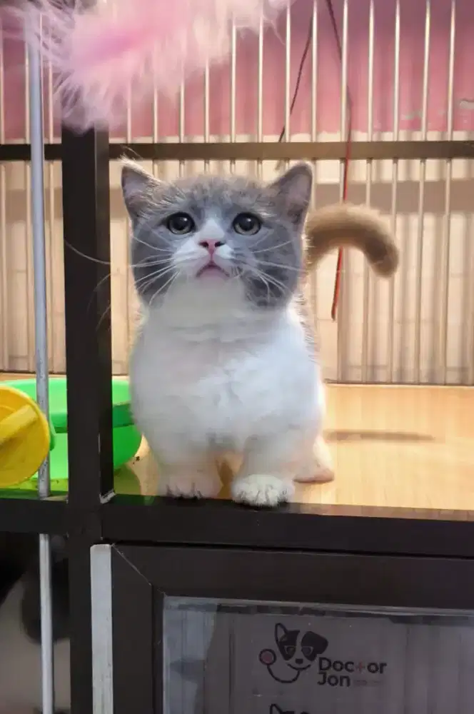 Kucing kitten munchkin bsh RH jatan