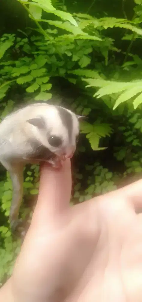 Sugar glider white face