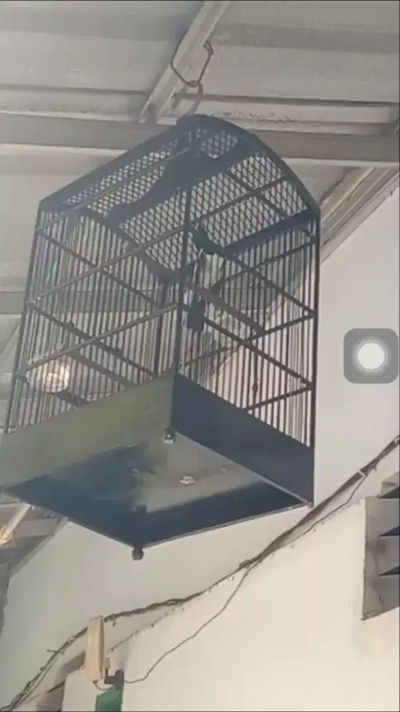 Di jual burung kacer jabar gacor fs