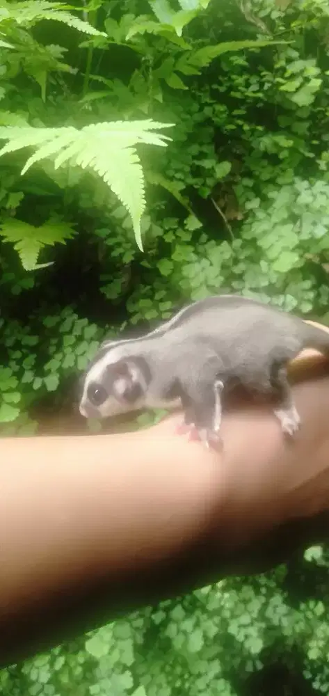 Sugar glider classic grey