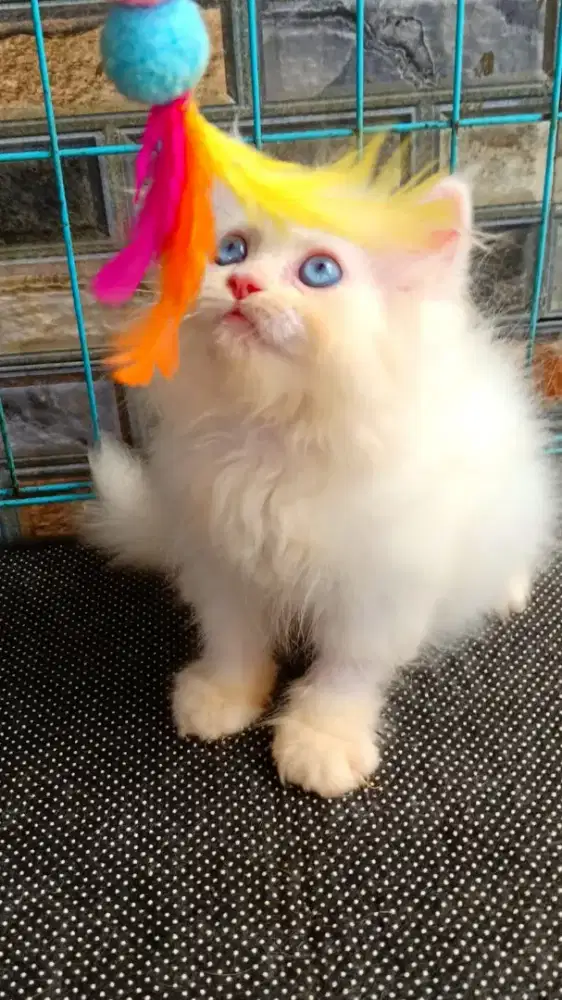 Kucing Persia Flatnose