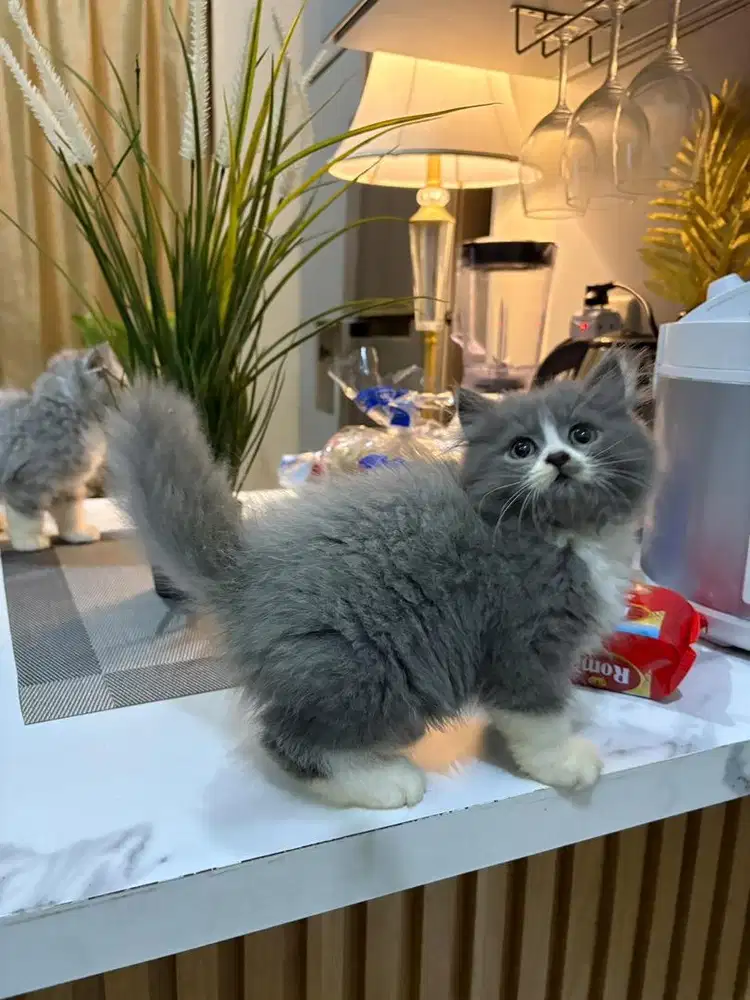 BLH X flatnose betina 2,5bln