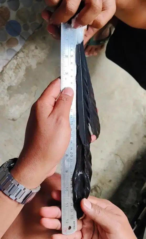 Murai batu ekor 30-30,5cm gacor siap ternak