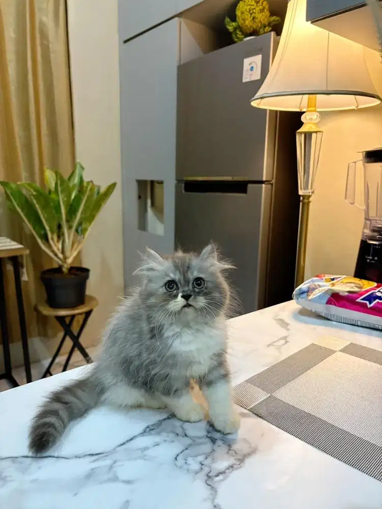 BLH x flatnose betina 2,5bln