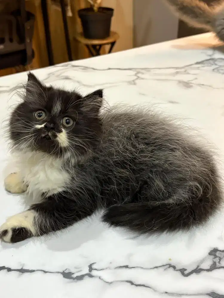 BLH x flatnose jantan 2,5bln