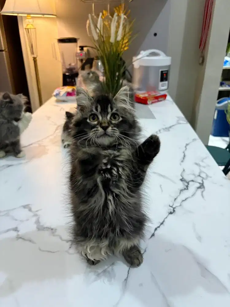 Mix Mc betina 2,5bln