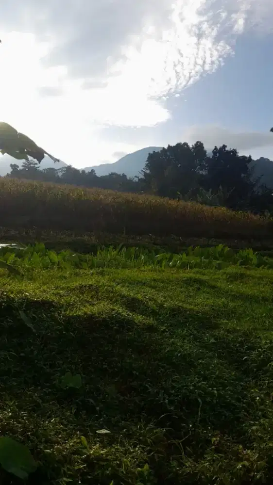 Dijual tanah SHM. Kab. Kendal. Jawa Tengah