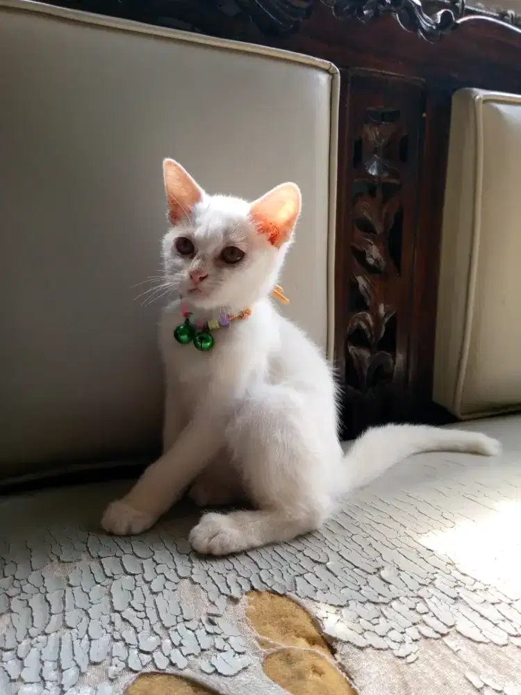 Lepas adopsi kitten mixdome