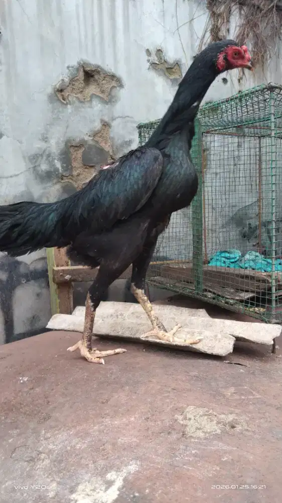 Ayam Indukan bangkok klasik
