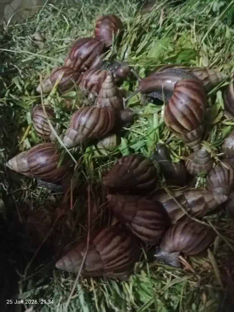 Jual Bekicot Hidup fresh atau Escargot