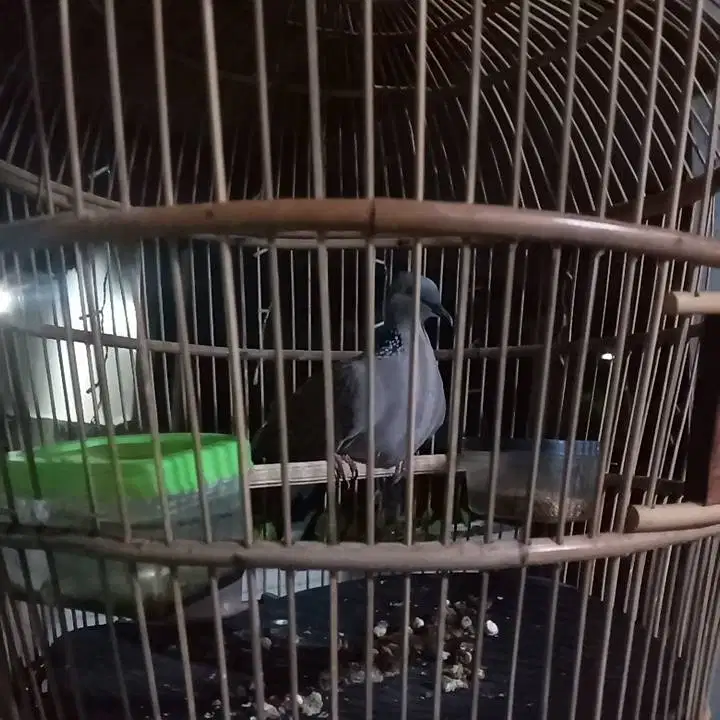 Burung derkuku kelantan kuk 2