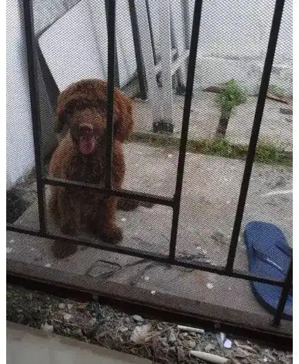 Choco Toy Poodle Betina