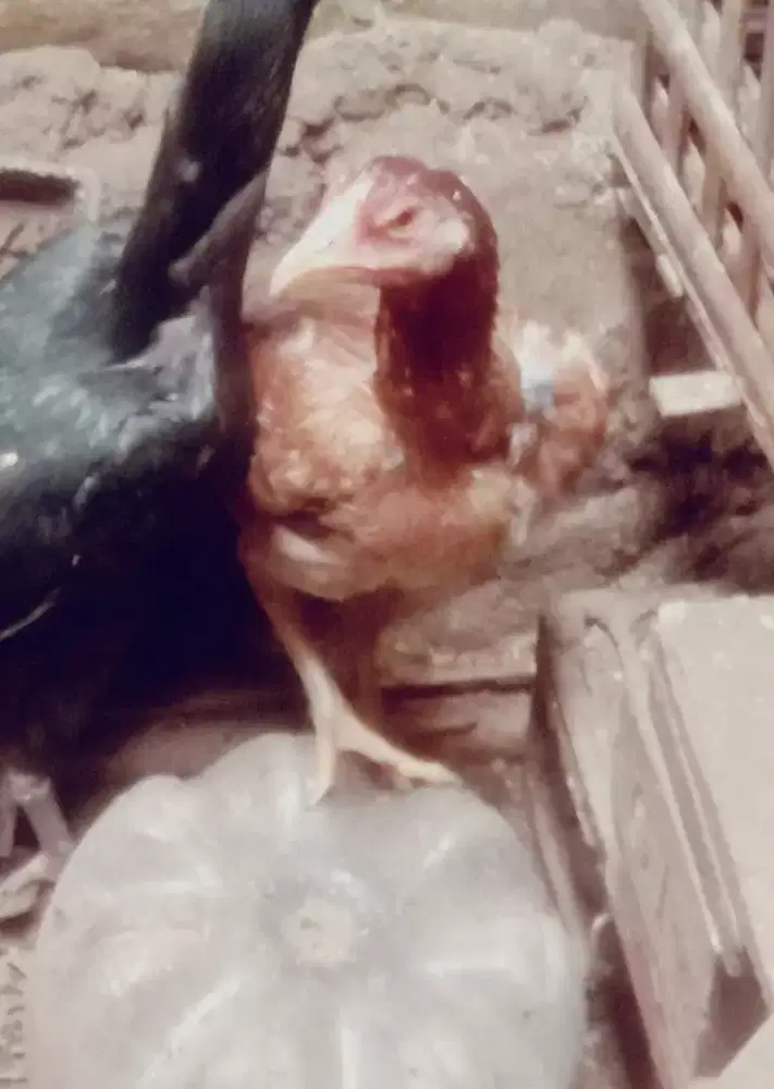 Ayam betina aseel murgha asli Monggo kosongin kandnag