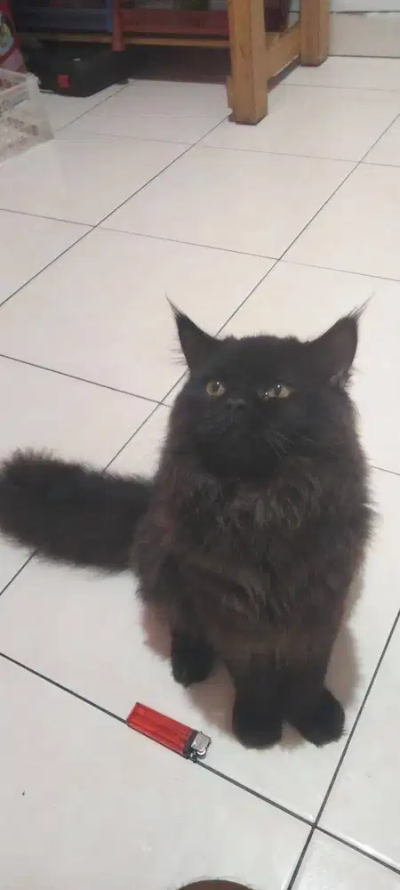 Kucing persia, jantan