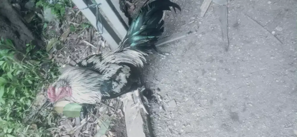 Ayam asel pakhoy magon speed mantap caturangga jos ada pukul Konya