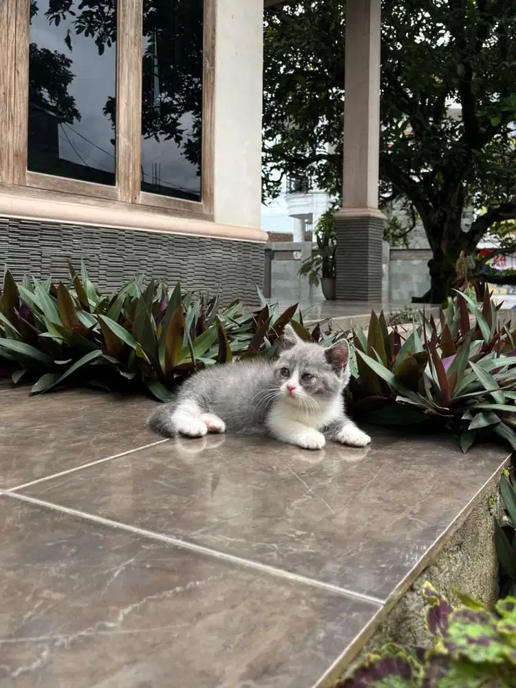 Kitten kucing british shorthair munchkin