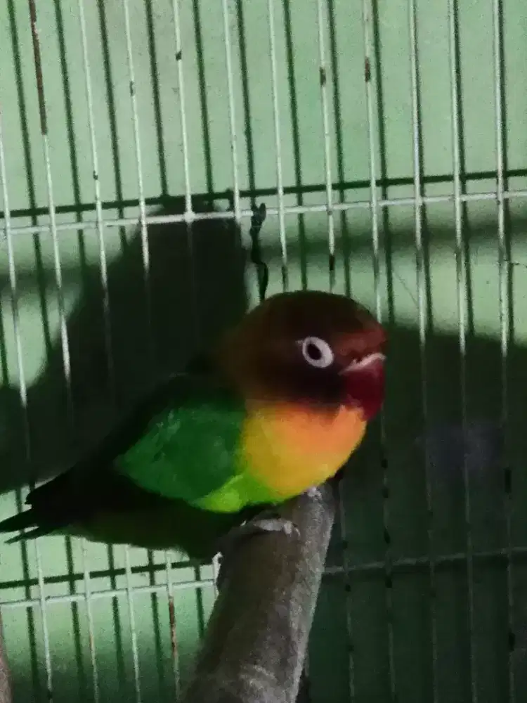 jual burung lovebird burja