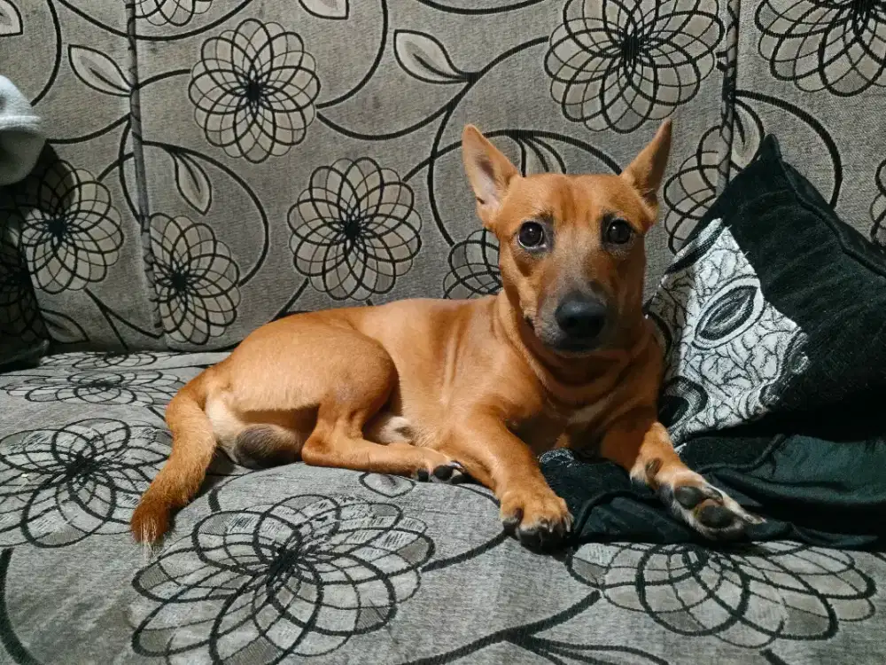 Kampung mix ras kecil