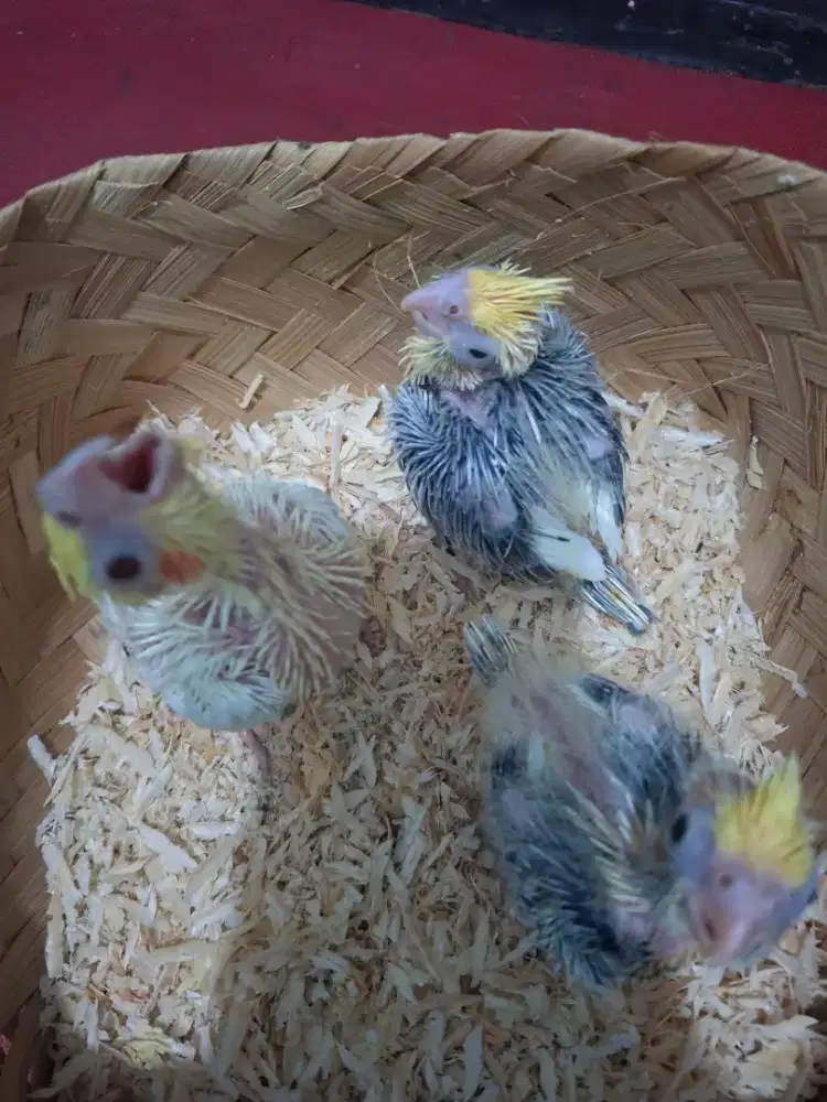 Burung parkit australia / falk