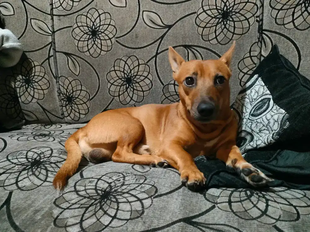 Kampung mix ras kecil