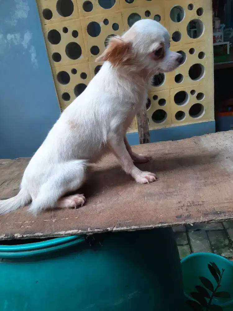 Cihuahua remaja jantan betina