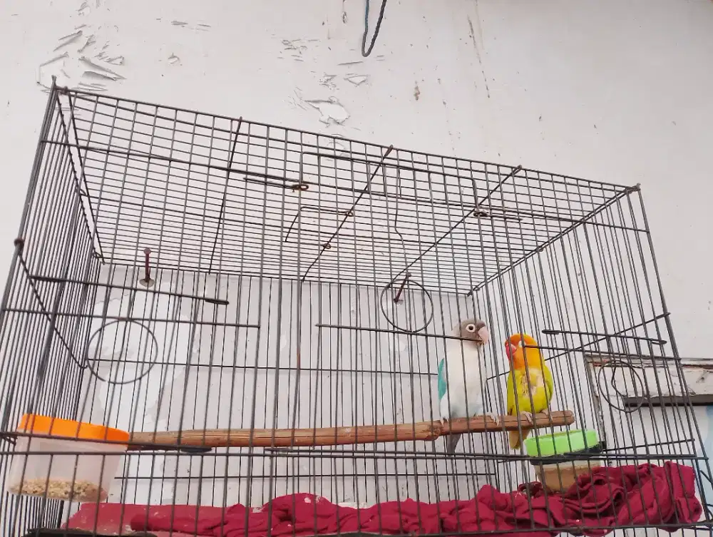 Love bird sepasang