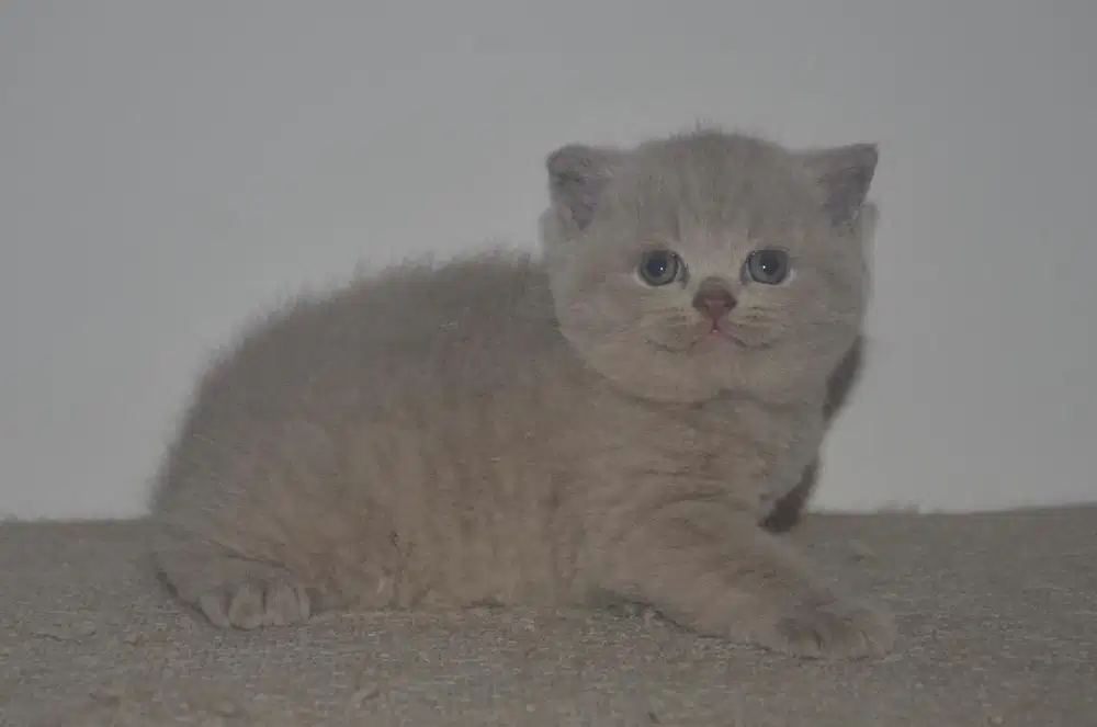 British shorthair pedigree anakan import