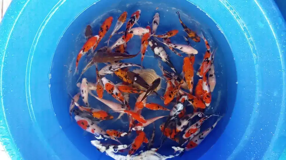 Koi Blitar 10-15cm Paket 65ekor mix murmer