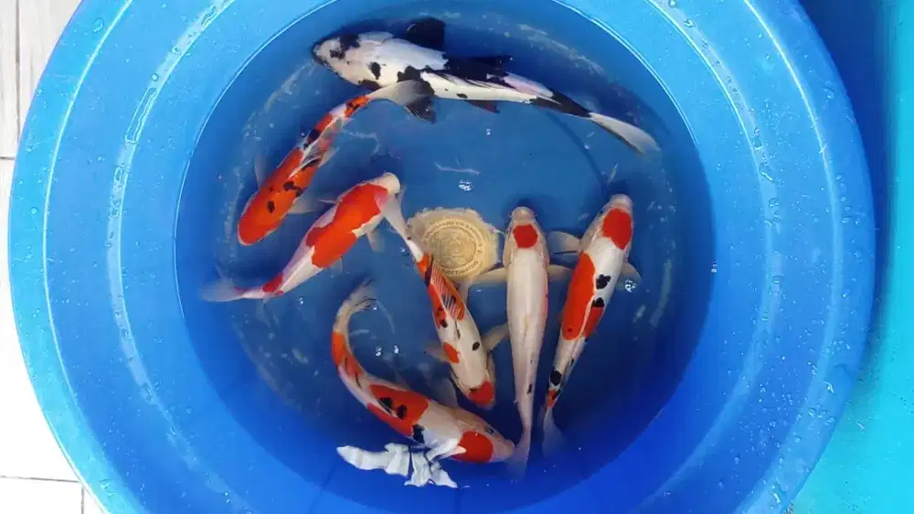 Koi Blitar Gosanke Doitsu Grade A 25-32cm Jos