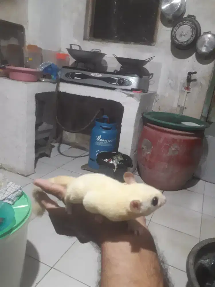 sugar glider leucistic jantan jinak total
